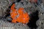 Laha 2 - Freckled Frogfish